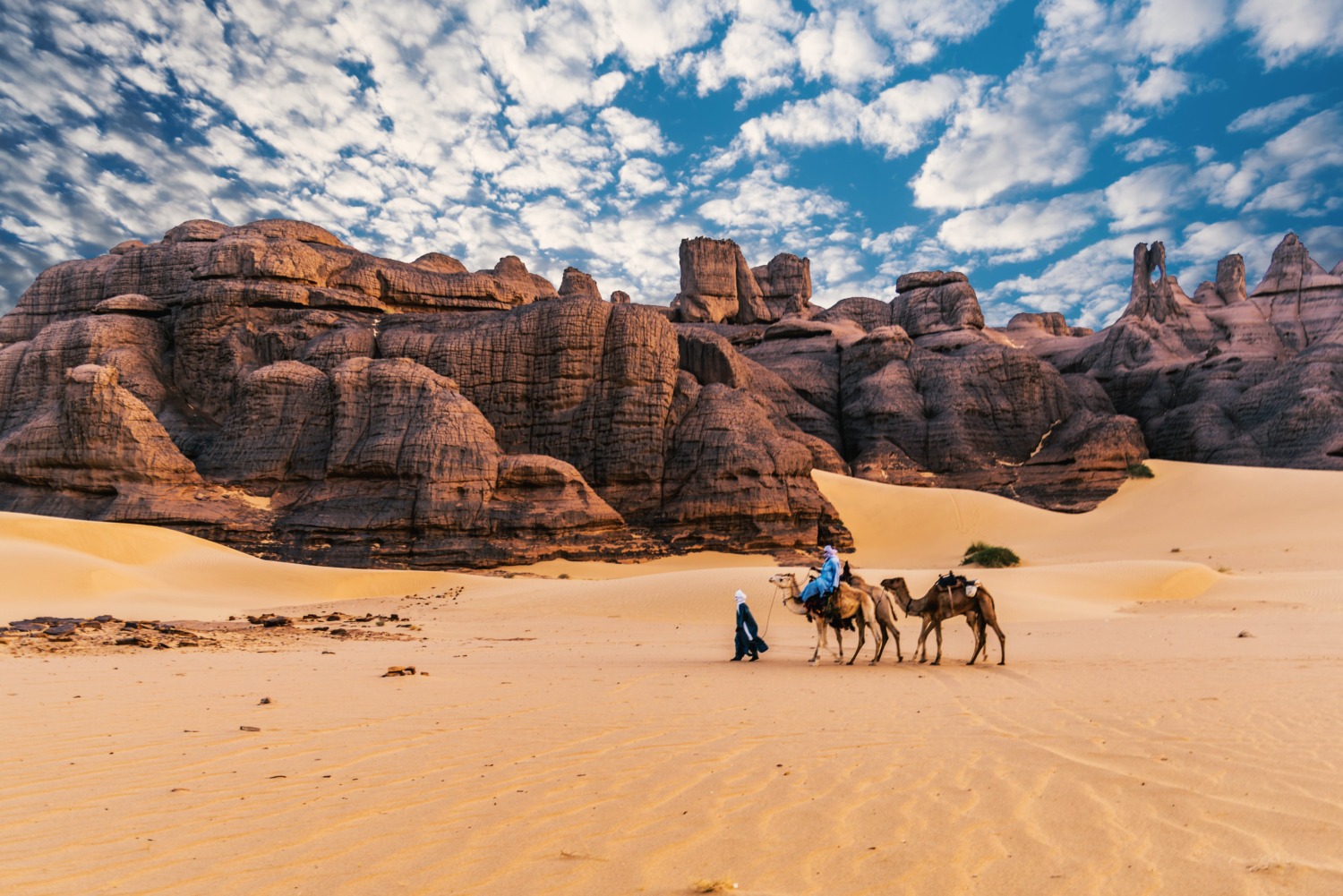 Camels being led through the Sahara desert by Berber tribesman.